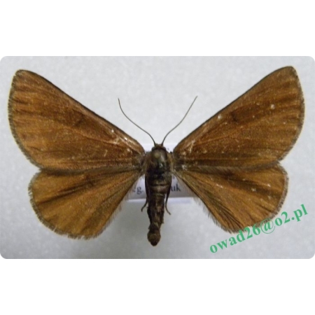 Bupalus piniaria (Linnaeus, 1758) female Poproch cetyniak
